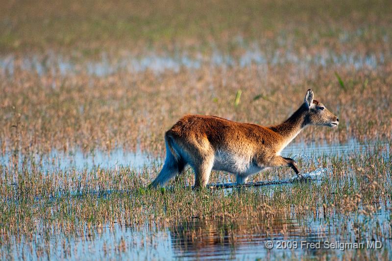 20090614_172739 D300 X1.jpg - I am not sure if this is a 'regular' springbok or something else.  Seen in Okavango Delta, Botswana